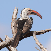 Jackson's Hornbill